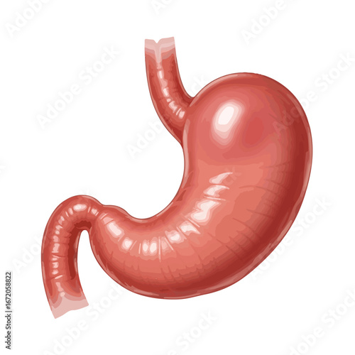 High-Resolution 3D Human Stomach Anatomy – Realistic Medical Illustration for Digestive System Education