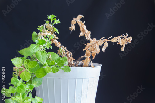 Obraz na plátně Branches and leaves of a dying plant with green and dry leaves in a white flower