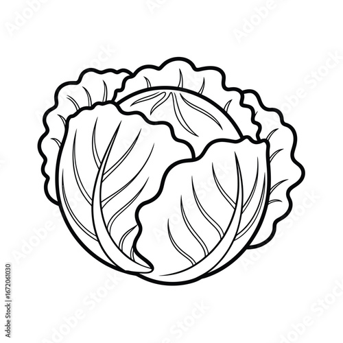 Hand drawn illustration of a fresh green cabbage head with detailed leaves
