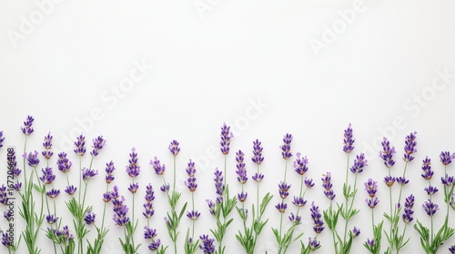 Beautiful Lavender Flowers with Purple Blossoms on a Soft White Background Ideal for Floral Designs, Aromatherapy, and Natural Beauty Products