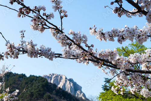 Wallpaper Mural cherry blossoms and rocky mountain peak Torontodigital.ca