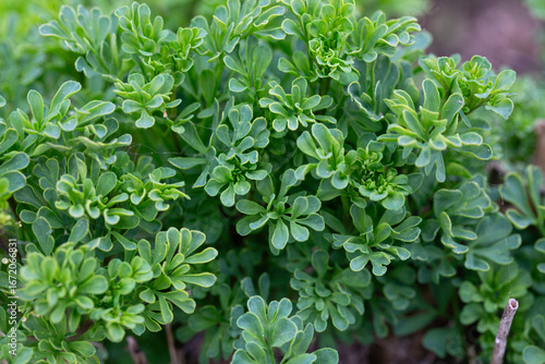 Wallpaper Mural A beautiful graveolens route in the backyard. Torontodigital.ca