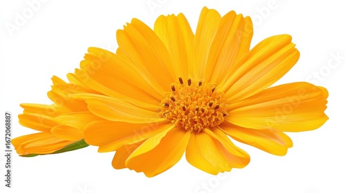 Bright and Vibrant Yellow Flower with Petals and Stamen Showcasing Natural Beauty for Floral Designs, Gardening, and Nature Enthusiasts
