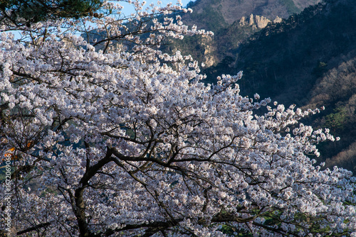 Wallpaper Mural cherry blossoms against the mountain Torontodigital.ca