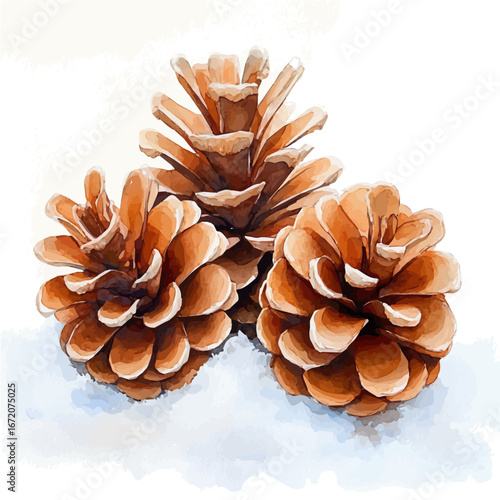 Pine Cones On Snow, watercolor drawing vector, isolated on a white background.