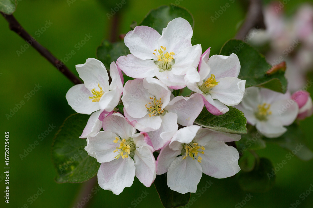 Fototapeta premium Blooming apple blossom. Garden apple tree