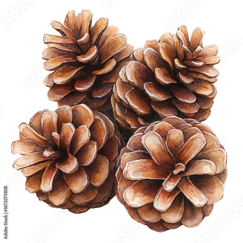 Pinecones, watercolor vector, isolated on a white background.