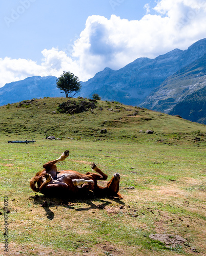 Caballos Salvajes comiendo y descansando en el Valle de Lalarri, en el Parque Nacional de Ordesa y Monte Perdido. 