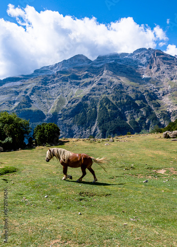 Caballos Salvajes comiendo y descansando en el Valle de Lalarri, en el Parque Nacional de Ordesa y Monte Perdido. 