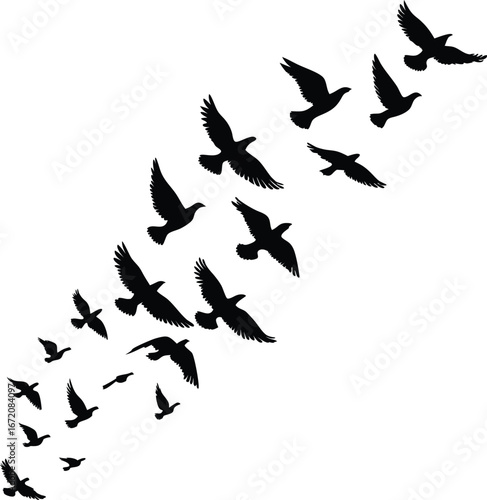 A flock of pigeons flying in formation silhouette