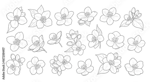 Elegant jasmine flower illustrations in black and white perfect for design projects and decor