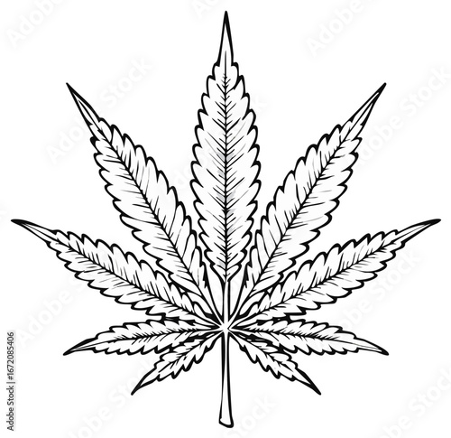 Detailed hand drawn cannabis leaf illustration. Black and white marijuana plant sketch.