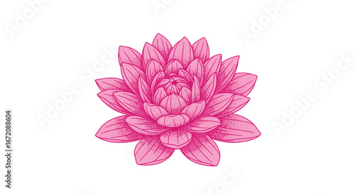 Stunning pink dahlia flower illustration on white background, perfect for design projects