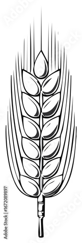 Wheat ear illustration in black and white, vector graphic