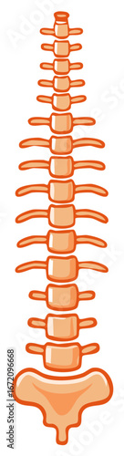 Stylized Human Spinal Column Anatomy Illustration Medical Diagram Education Skeletal Structure Spine Bone Lumbar Sacrum Neck Vertebrae