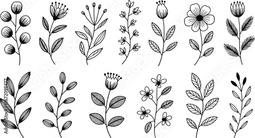 Hand-drawn botanical elements set featuring flowers and leaves for decorative use