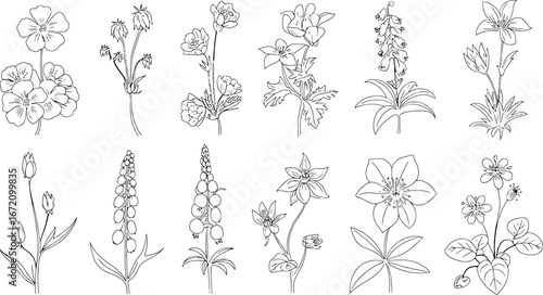 Collection of vintage botanical flower line drawings delicate floral studies vintage botanical art