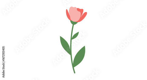 Beautiful pink rose flower with green stem and leaves blooming in nature's garden outdoor