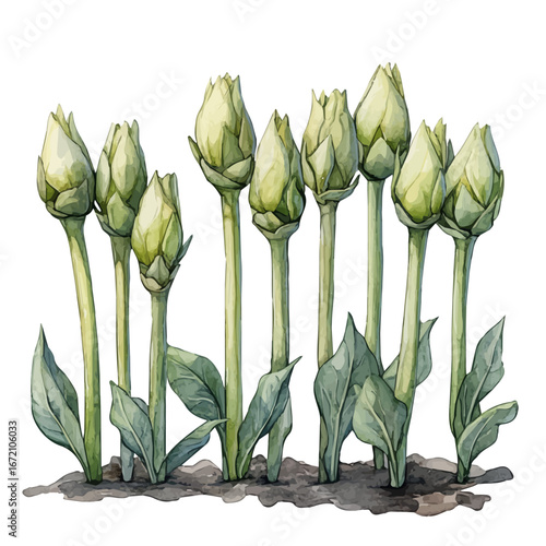 Green Shoots, watercolor clipart vector, isolated on a white background.