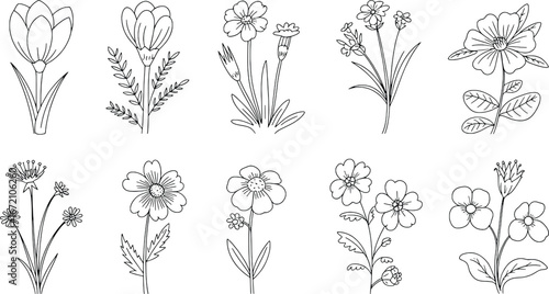 Collection of delicate botanical line drawings featuring various wildflowers and blooms