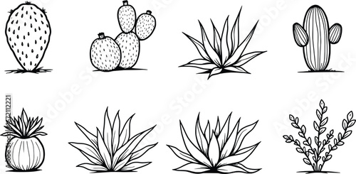 Collection of hand-drawn desert plants featuring cacti succulents and agave flora
