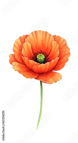 Stunning Watercolor Painting of a Vibrant Orange Poppy Flower on White Background Botanical Illustration