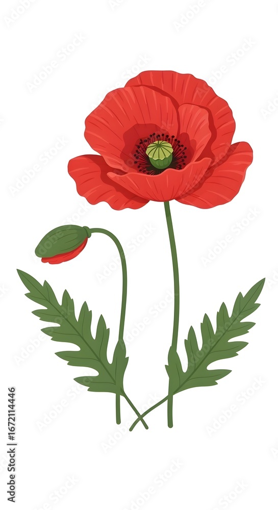 Obraz premium Stunning Red Poppy Flower with Bud and Leaves A Botanical Illustration