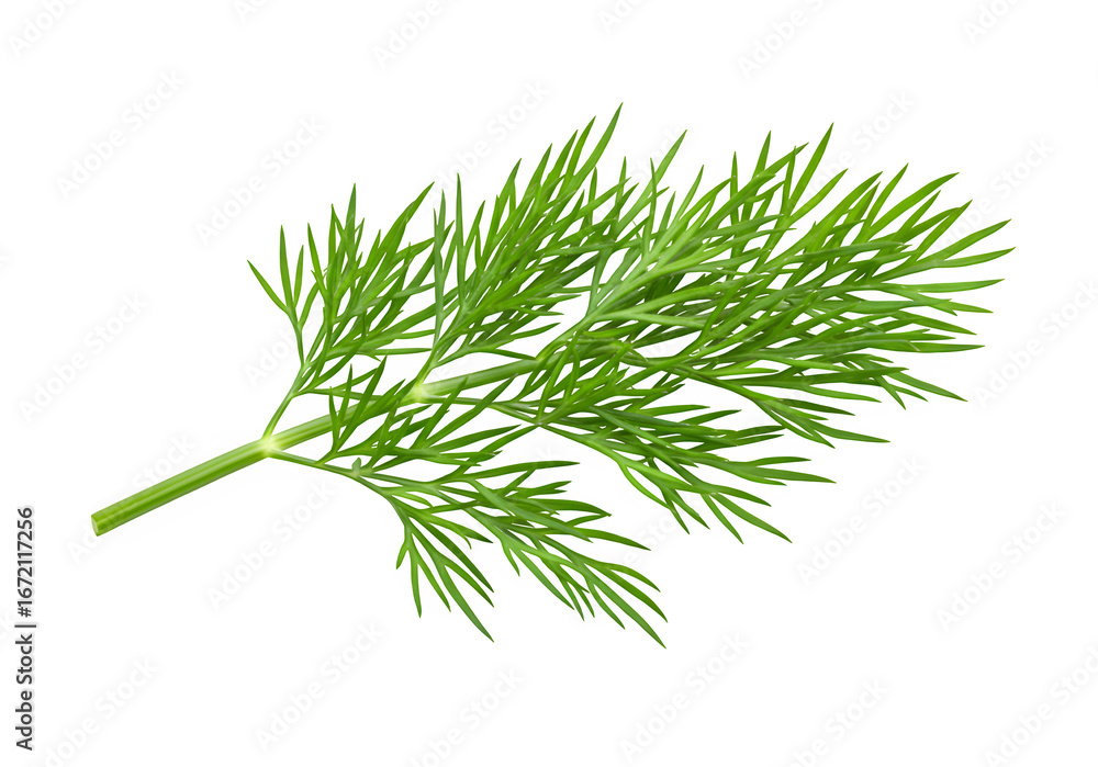 Fototapeta premium Fresh green dill herb with fine leaves, perfect for cooking, garnish, seasoning, and food design projects. isolated on white or transparent background. PNG