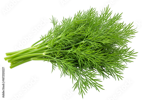 Fresh green dill herb with fine leaves, perfect for cooking, garnish, seasoning, and food design projects. isolated on white or transparent background. PNG