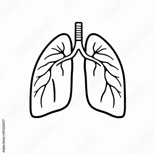 Simple Outline Drawing of Human Lungs with Bronchial Tubes on White Background respiratory system breathing