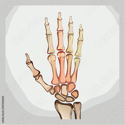 Realistic Medical Vector Illustration of Human Hand Bones