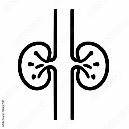 Simple Black Line Art of Human Kidneys and Ureters on White Background anatomy medical