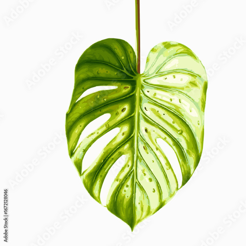 Close-up of a Green Monstera Leaf with Water Droplets on a White Background tropical plant