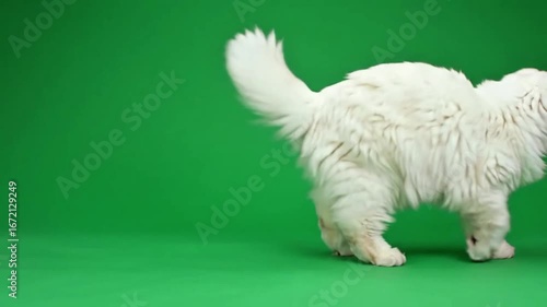 white terrier puppy