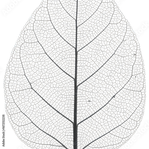 Delicate leaf skeleton with intricate veins isolated on transparent background