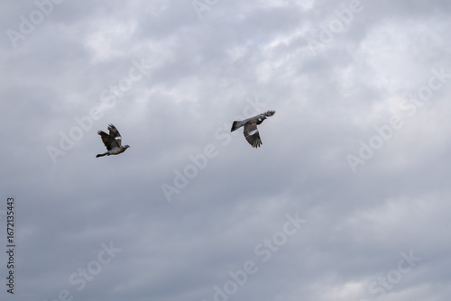 Obraz na płótnie Taubenflug