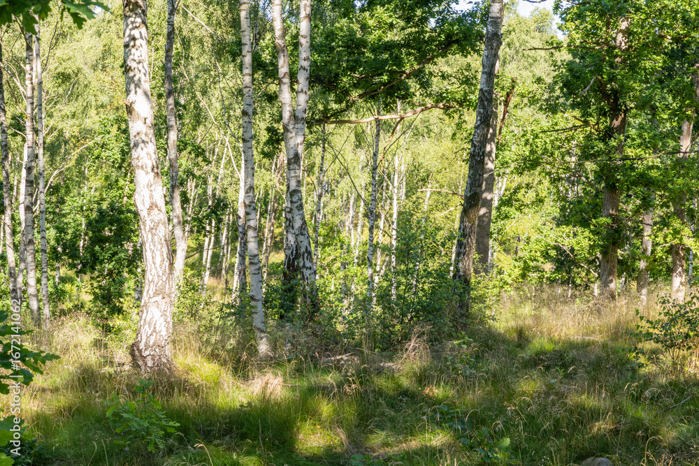 Fototapeta premium Birkenwäldchen in Schweden