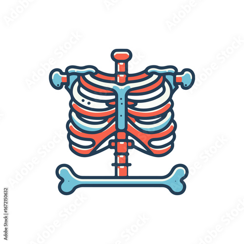 Anatomical illustration of a human ribcage with detailed structure, set against a plain background