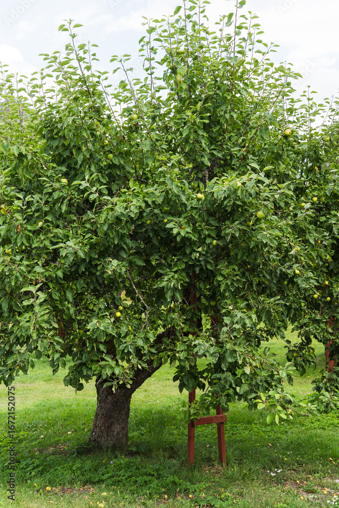 custom made wallpaper toronto digitalcloseup detail of an apple tree