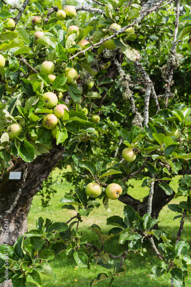 custom made wallpaper toronto digitalcloseup detail of an apple tree