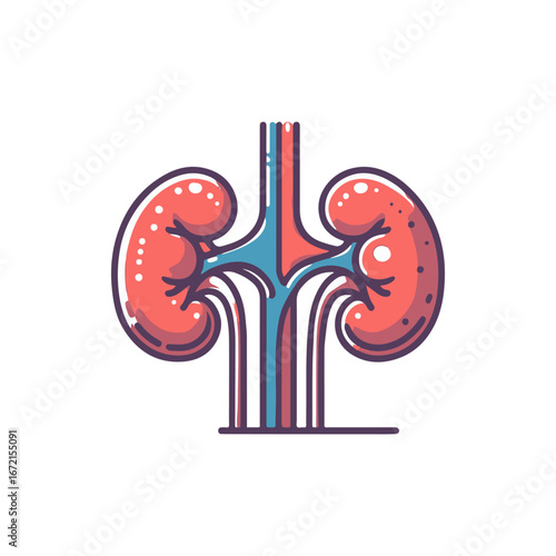 Colorful anatomical illustration of human kidneys with detailed vascular structure