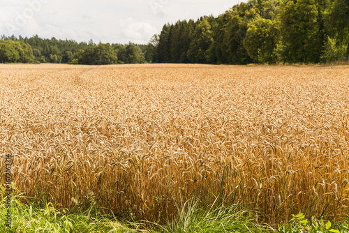 Wallpaper Mural golden wheat fields in Sweden Torontodigital.ca