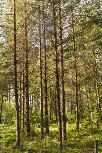 view of a forest in Sweden