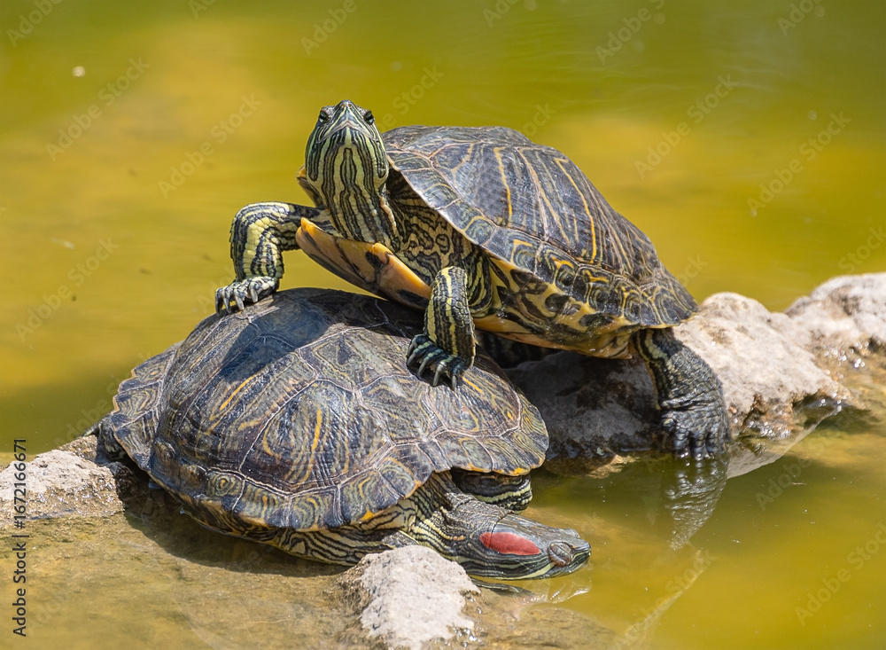 Fototapeta premium red-eared turtles basking in the sun