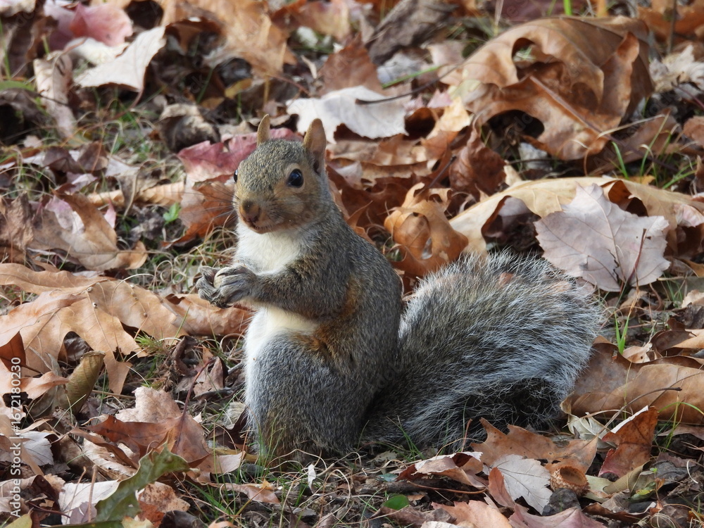 Obraz premium Eastern gray squirrel, living within the woodland forest of French Creek State Park, Berks and Chester Counties, Elverson, Pennsylvania.