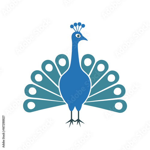 Blue peacock with fanned tail feathers and eye spots bird teal