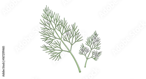 Elegant delicate green herb sprigs showcasing fine feathery leaves and intricate branching patterns perfect for culinary and botanical illustration