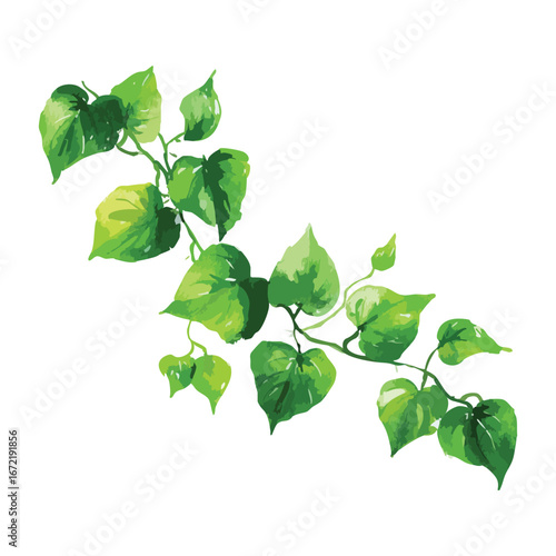 Watercolor Vine Illustration: Green Leaf Branch, Botanical Element, Natural Decoration, Isolated on Transparent Background, Climbing Plant