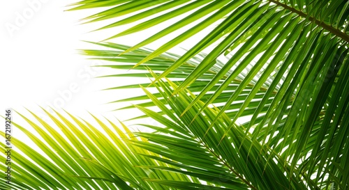 Vibrant green palm leaves bathed in warm sunlight, creating a refreshing and inviting tropical backdrop with ample copy space for design projects and nature-inspired themes