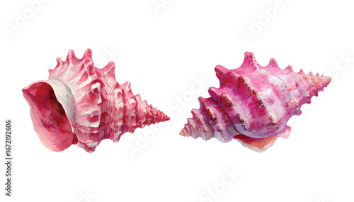 Watercolor Seashells Illustration Set Tropical Ocean Beach Theme Artistic Marine Life Collection Hand Painted Shells Isolated on Transparent Background